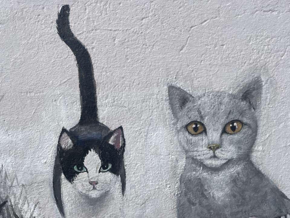 Barcola cats