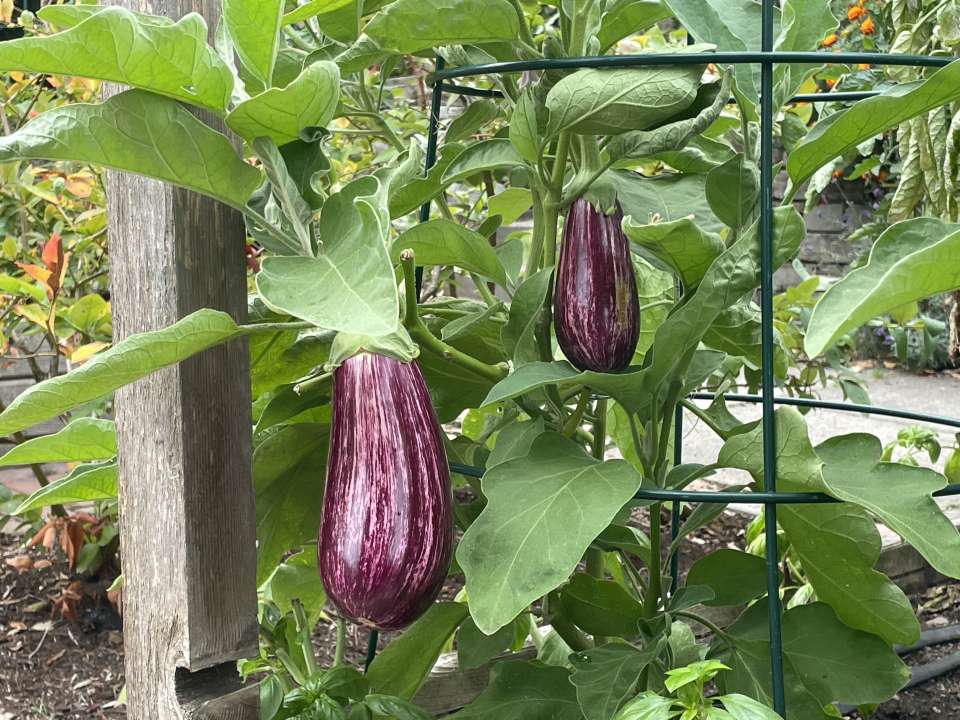 Graffiti Eggplant
